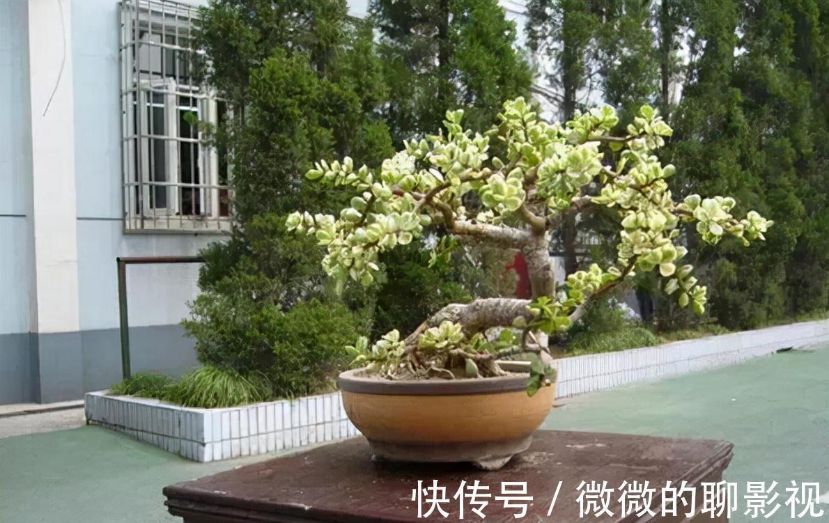 5种公认的富贵花，适合养客厅，贵气又吉祥，有钱人家都爱养