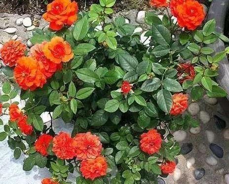 养这“3种花”,7天就要喂点“酸水”,不然根烂、花儿落,只剩枝