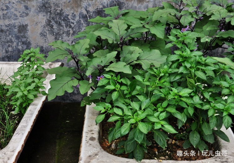 阳台上种五彩椒的方法步骤,简单易操作,好看又好吃,喜欢的收走