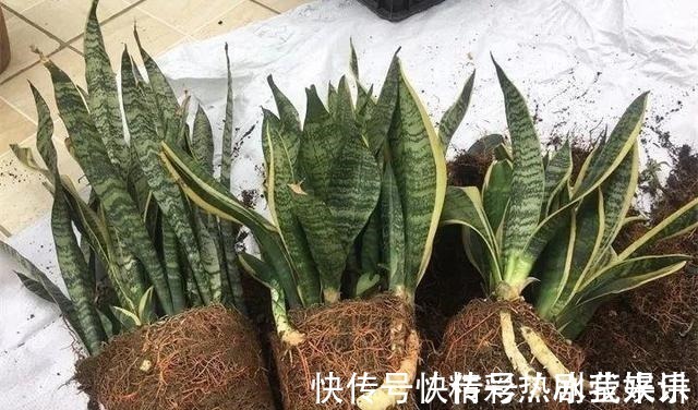 偏方|悄悄告诉你,学会4个老花农的养花“偏方”,家里花卉“嗖嗖长”