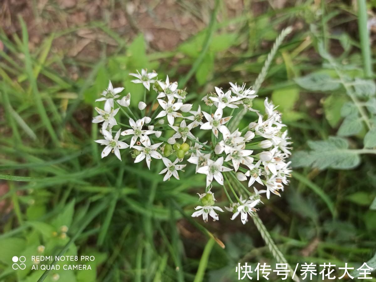 一条沟|过年包饺子的韭菜，自己种的才香，吃完一茬长一茬