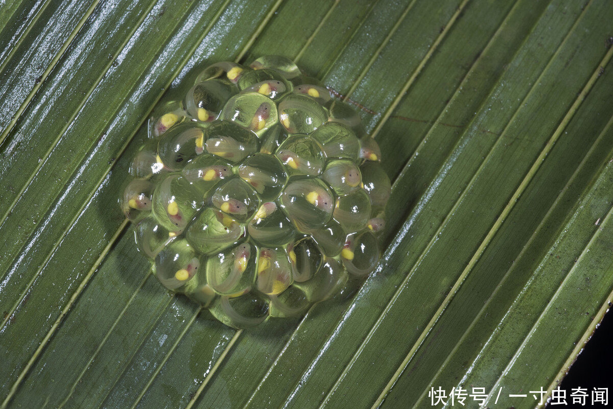  五脏六腑|精雕玉琢知汝心，五脏六腑能一览无余的玻璃蛙，却是动物界好父母