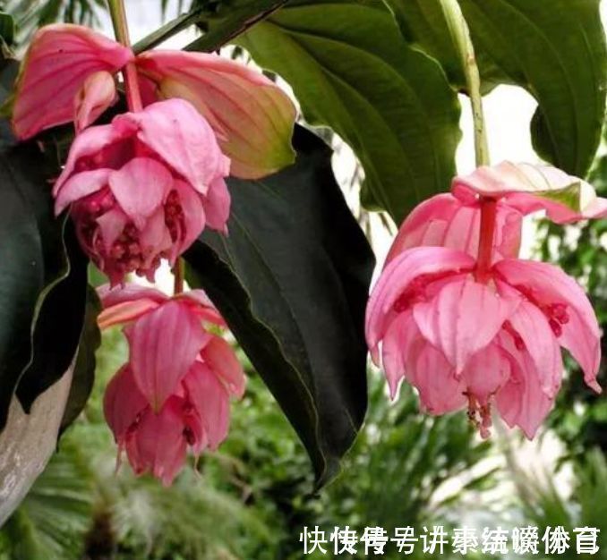 泥土|5种花好养又漂亮，不用管照样长得旺，年年开花不断，美翻天！