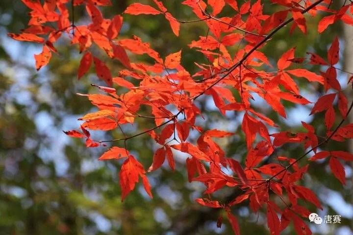 晏几道&青未了/仰天山红叶行