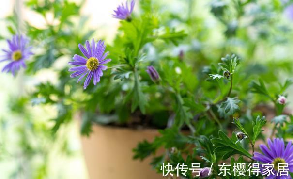 就算不小心枯了,也要重新养一盆的6种花,因为实在太优秀