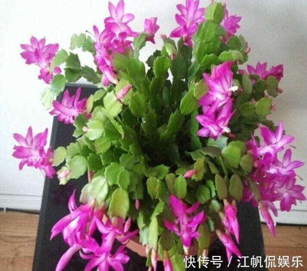 蟹爪兰叶片软趴趴怎么办从3方面对症处理，冬春花开爆满盆