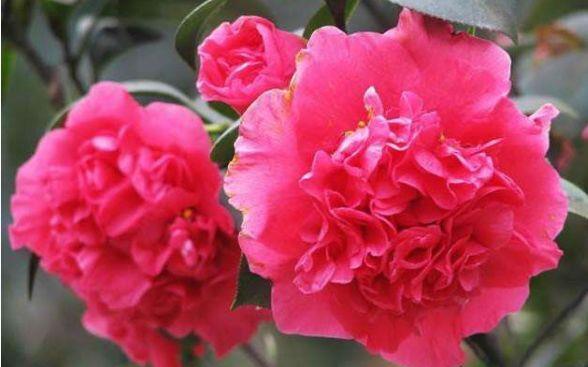 6月10日开始 养花试试这几款 放在阳台四季如春 花色精致美艳 粉紫色 6月10日开始 养花试试这几款 放在阳台四季如春 花色精致美艳 粉紫色