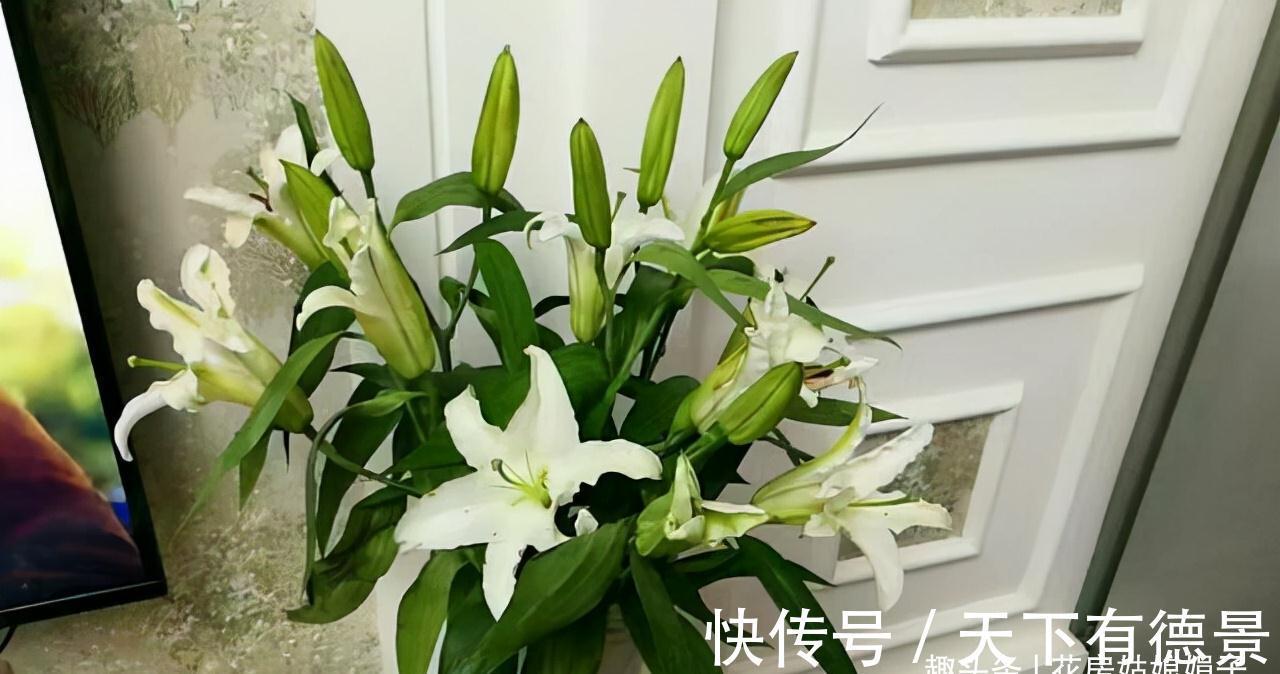 光照|百合花光长叶不开花,主要是4个方面的原因,做对了,开花很简单
