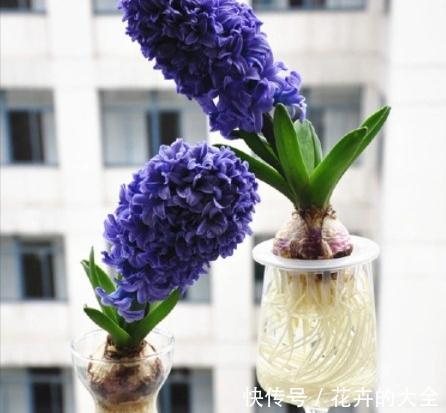 5种“漂亮花”，冬天也开花，趁着现在种，便宜好养活