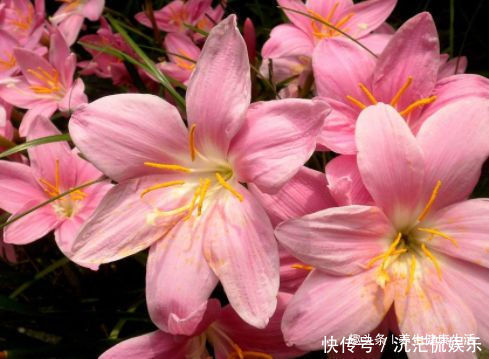 裘德|喜欢牡丹,不如养盆“玫瑰精品”无名的裘德,水果香味,四季开花