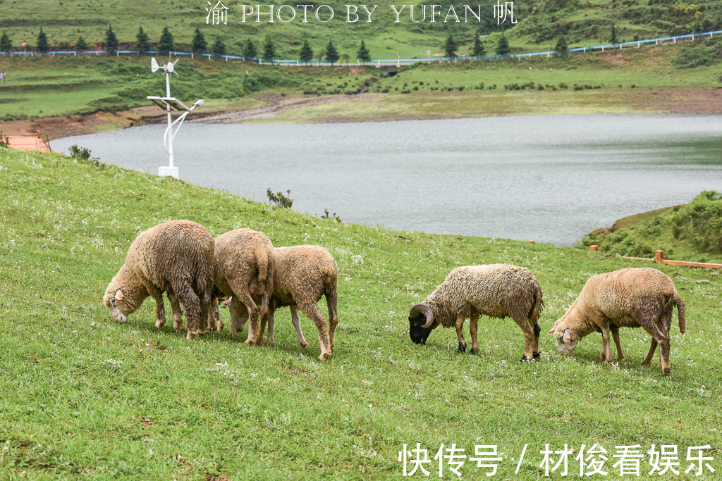 乌蒙山|游南方海拔最高的草原，感受凉都的盛夏清爽，品尝大山里的VC之王