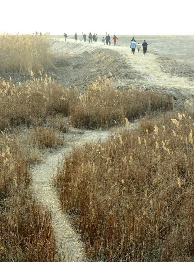 背面|黄河滩成春节游玩打卡地，每天数百人涌入，荒草地被踩成光滑路