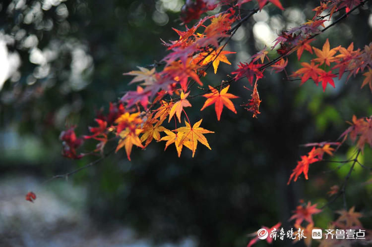 初冬的一抹红！日照沭河公园绚烂五角枫，迎风摇曳别样美|情报站| 五角枫