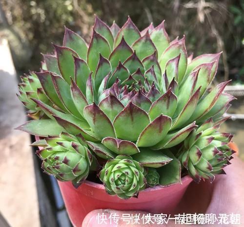5种多肉，皮实又好养，长出状态美美哒，适合新手！