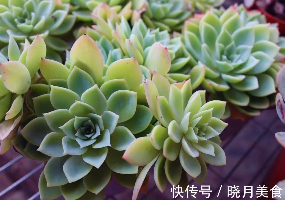 冷天养这8种花,有钱也要穷着养,断粮、少水更抗冻