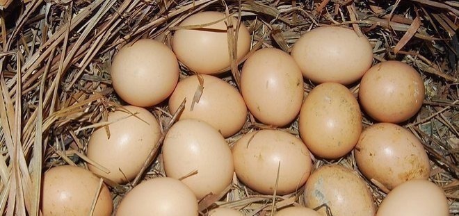 差距|每天吃一个鸡蛋和从不吃鸡蛋的人,差距还真大,看完长知识了