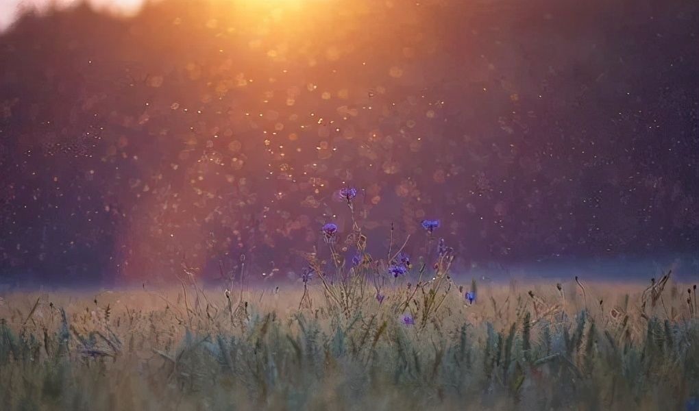 树上的男爵&苏轼最通透的一首词,最后两句,让人豁然开朗