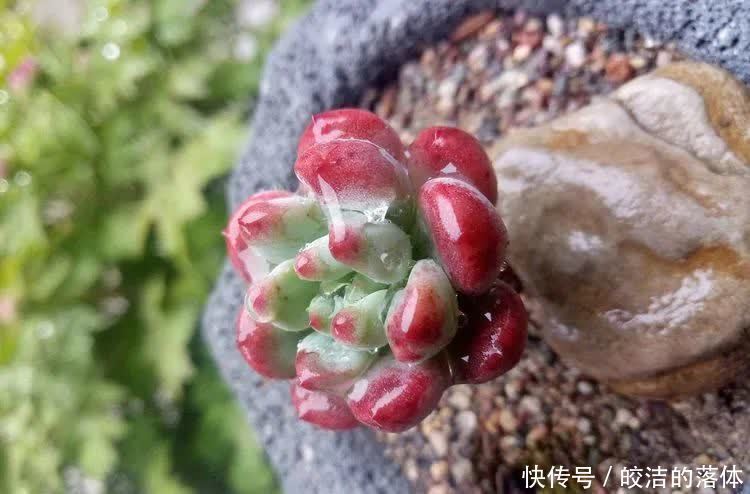 如莲似花,美好心情由你而始!