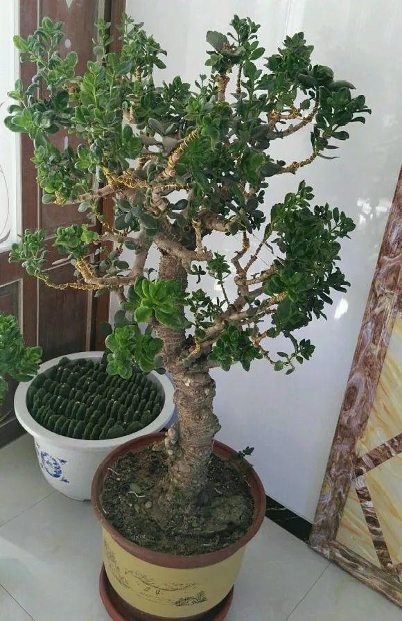 嫁接|嫁接达人,玉树嫁接长寿上,花友直呼内行!