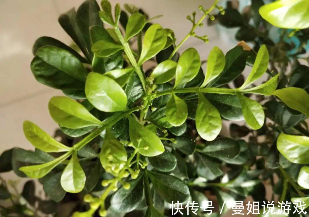 米兰这么养,疯狂冒新叶,开花香又多