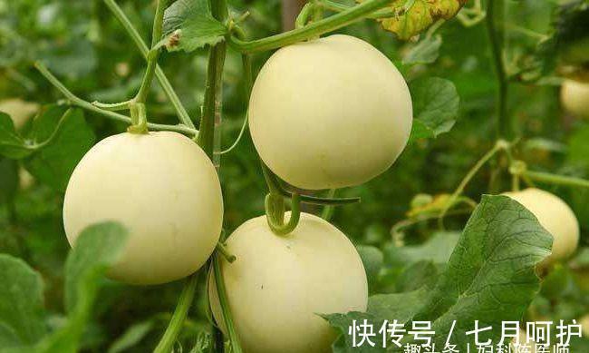 女性|女性要排毒,离不开的食物,排毒清肠,袪皱淡斑,延缓衰老