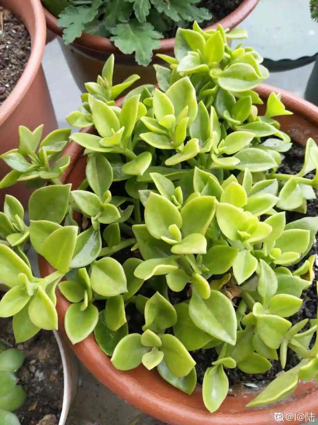 折腾不死的25种花,咋养都爆盆,家里必须养!