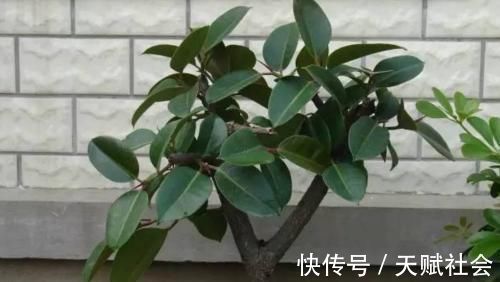 室内采光不够,养花就挑耐阴花,呼呼爆盆