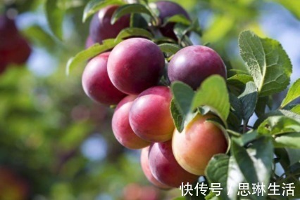 子宫|女性常吃此果,腰不酸,腿不麻,子宫越来越健康,小肚子也没了