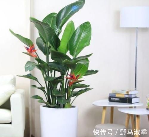 4种花是懒人的最爱,有阳光就爆盆,适合养客厅,高贵优雅上档次