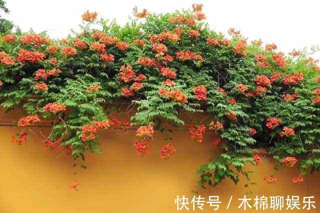 熟悉而陌生的“凌霄花”,掐个枝埋花盆,几年吃掉你的房,太猖狂