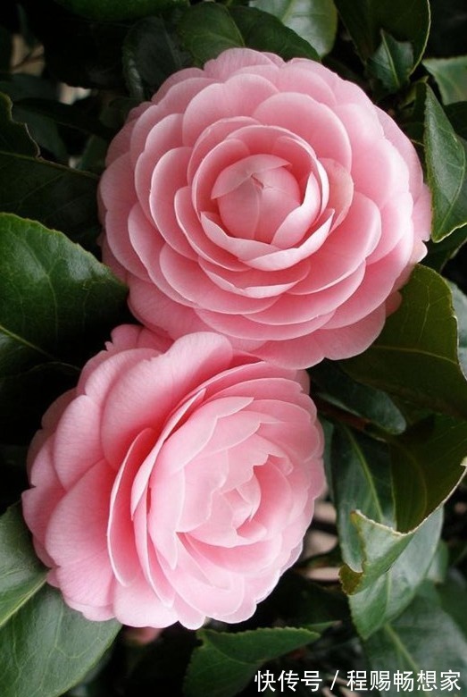 2款适合新手种植的花,一养就爆盆,花大色艳,四季都开花,超美