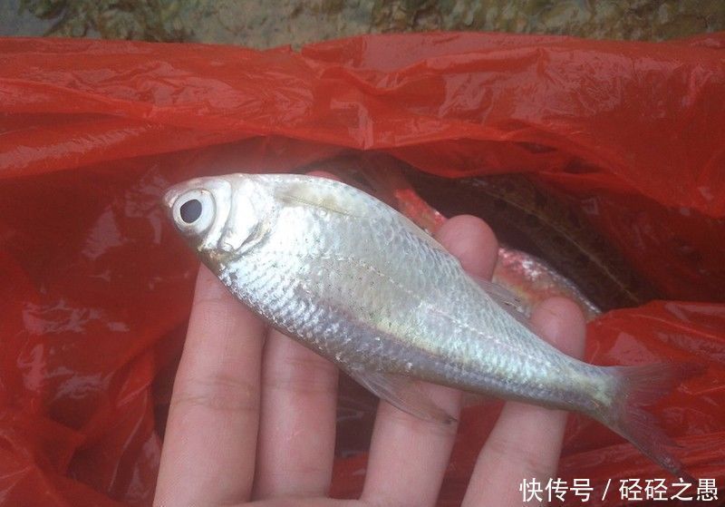 钓位|别人钓到鱼，你却钓不到，原因都在这里了，想知道的别错过
