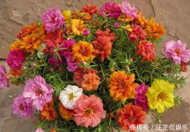 沙漠玫瑰沙漠玫瑰|“3种花”最适合懒人养，1个月不浇水，越长越旺，开出漂亮的花朵