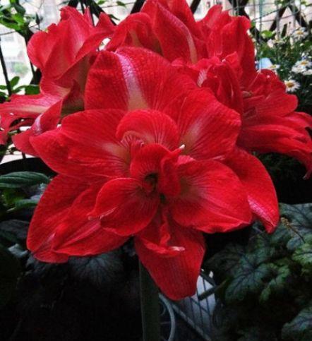 4种花好养易爆盆,惊艳如花球,超美的