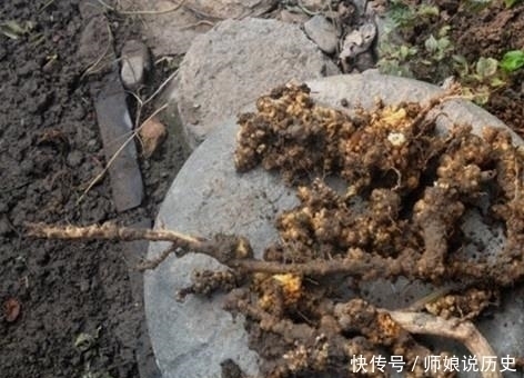 殊不知|一斤几块钱的家常菜,殊不知它浑身都是宝,你知道么?