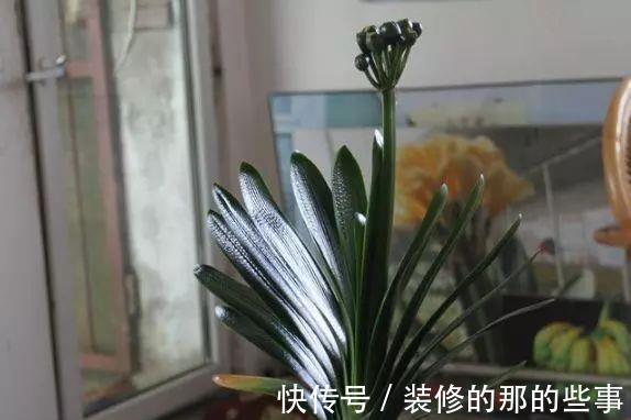 发财树|有钱人啥花都可以不养，却只养这“3种”植物，难怪越来越富有！