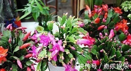 根壮|养蟹爪兰,盆里扔点“它”,根壮、叶绿,40天不管开爆盆,简单!