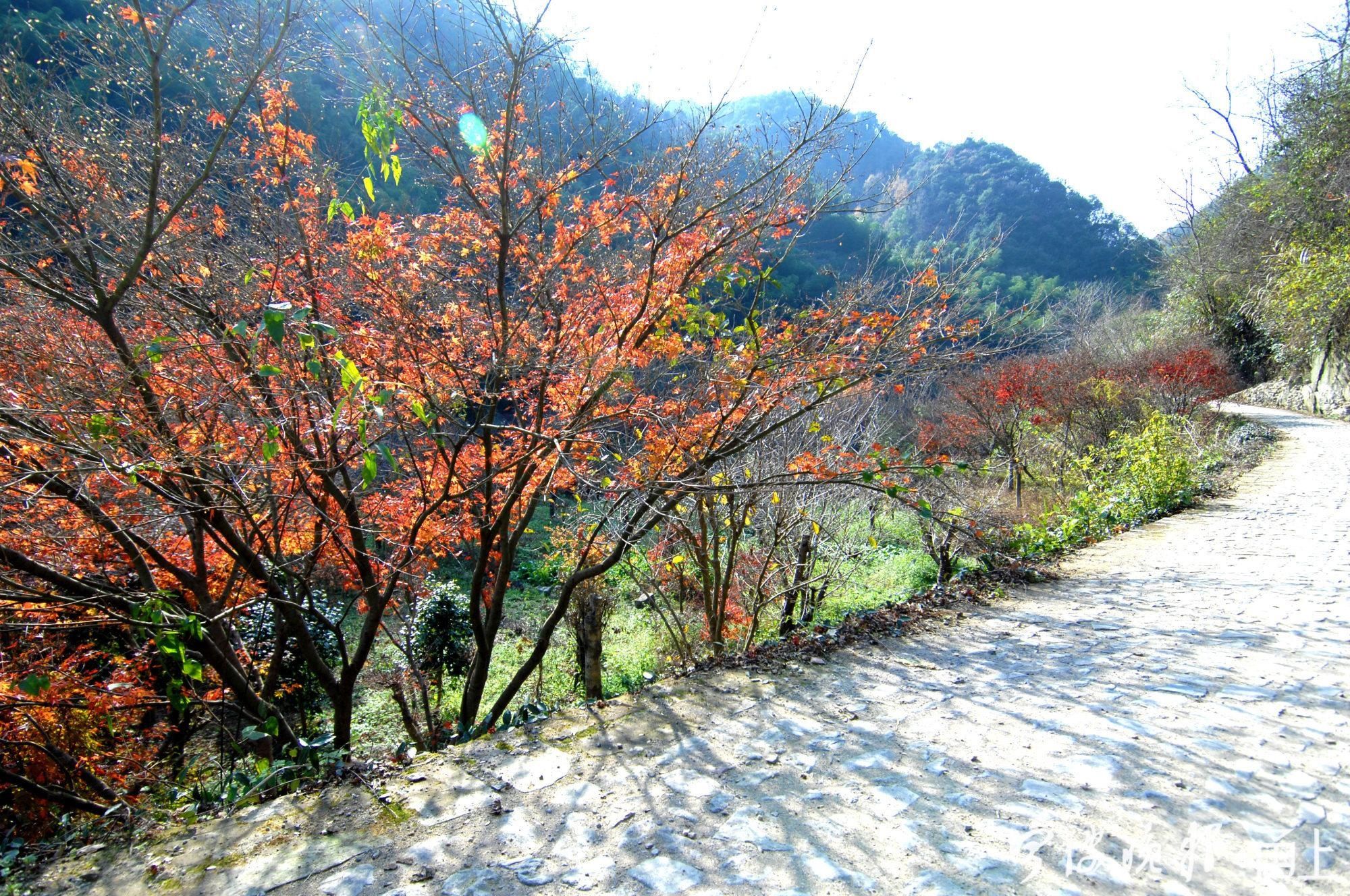  古道|霜叶、溪流、古道，宁波“唐诗之路”这几天美呆了