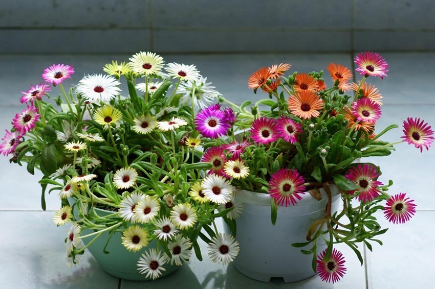 此观花型多肉植物,花色绚丽,一年多季开花,栽培容易,值得拥有