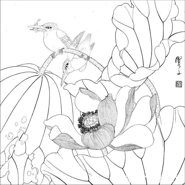 资料集|王道良实用花鸟白描资料集