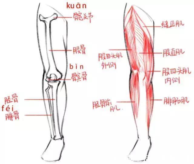  结构简|怎样才能画好人物腿部结构？零基础小白必看的干货教程