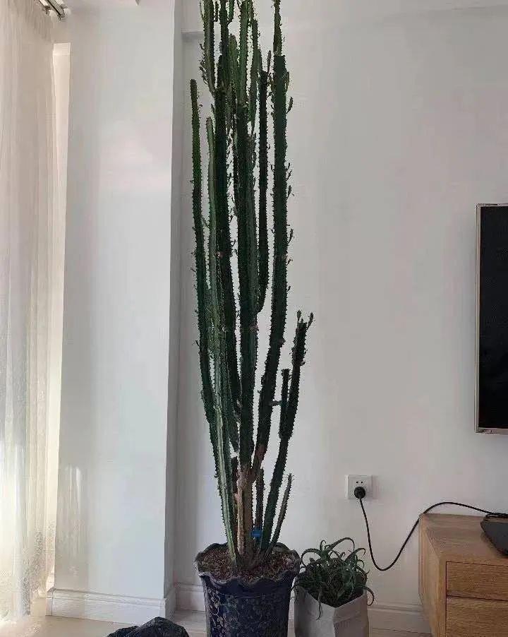 福气|懒人养花首选这三种，省心省力又好养，霸气镇宅添福气，人人都喜