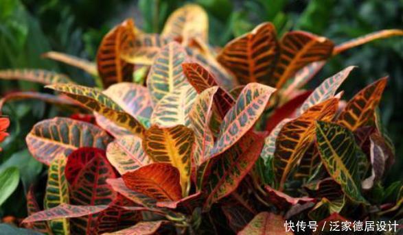 出问题|养不好开花植物就养它,只要掌握技巧,叶片五颜六色,比花还好看