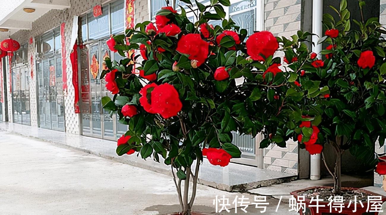黄叶|茶花秋冬有“4怕”,难怪黄叶又掉“花苞”,避开今年还能开大花