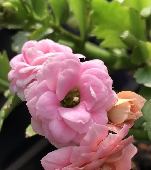 开花|送长寿花给长辈意味着“长寿”,养育简单,开花时间长