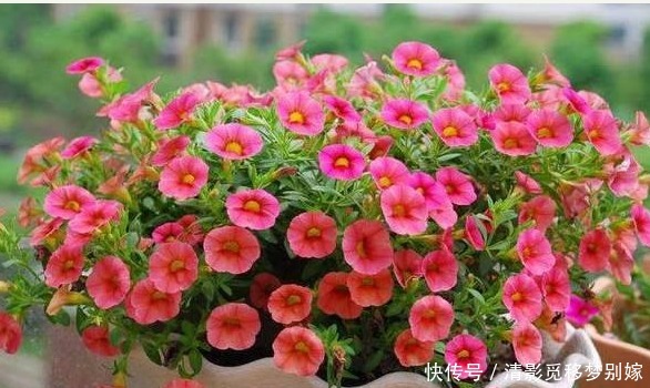 夏季|这四种花,通风尤为重要,好养花期长,嗖嗖长爆盆,一天开不停