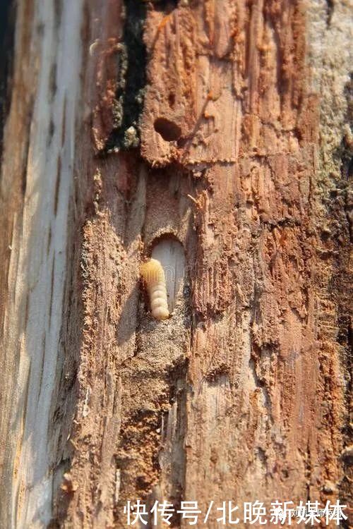 阅读理解真题解析:Alaska and Bark Beetles阿拉斯加和树皮甲虫