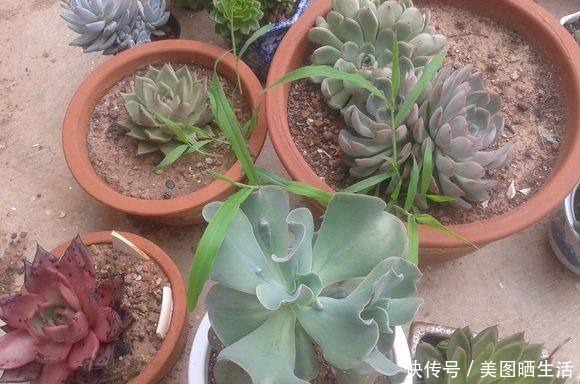 死党在农村屋顶露养多肉,好想搬几盆回家!死党在农村屋顶露养多肉,好想搬几盆回家!