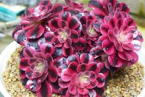 叶片|养多肉百合莉莉,香味和果冻色都想要,不能心软,狠心做好2件事