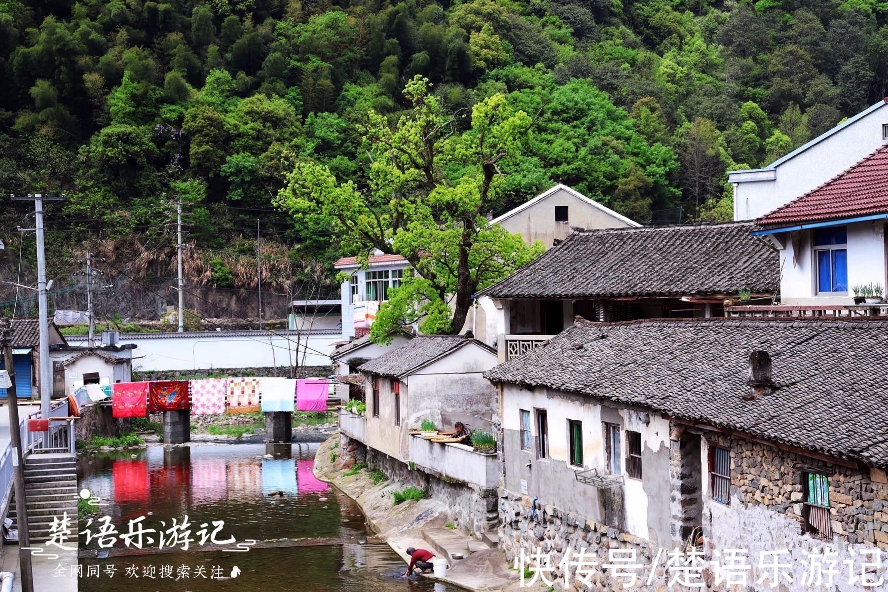 古村|浙江余姚这个古村红杉满湖，美到让人窒息，丛志强都忍不住要出手